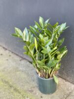 Zdjęcie rośliny Zamioculcas Zamiifolia, ujęcie 2