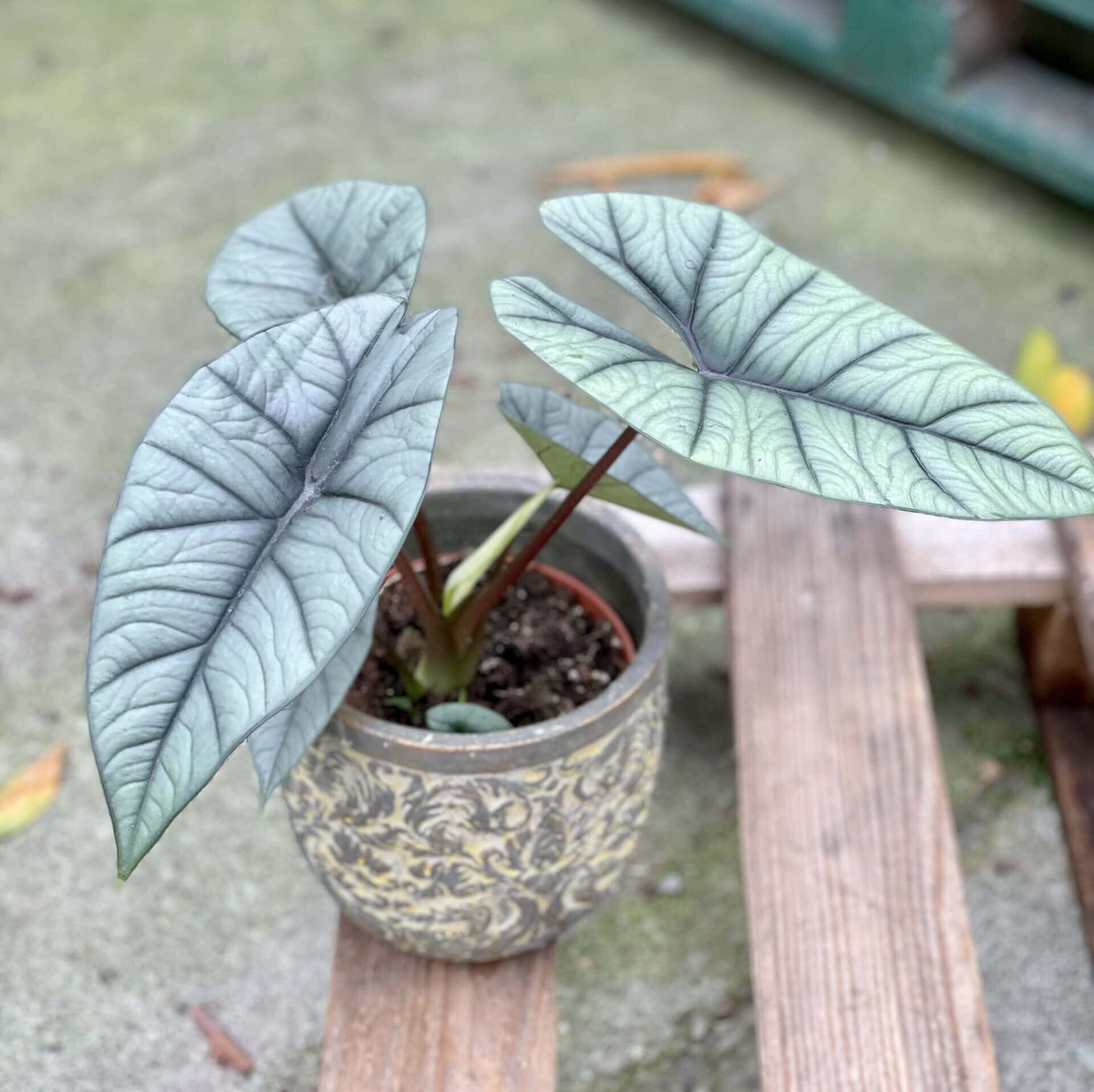 Alocasia platinum zdjęcie rośliny doniczkowej (alokazji)