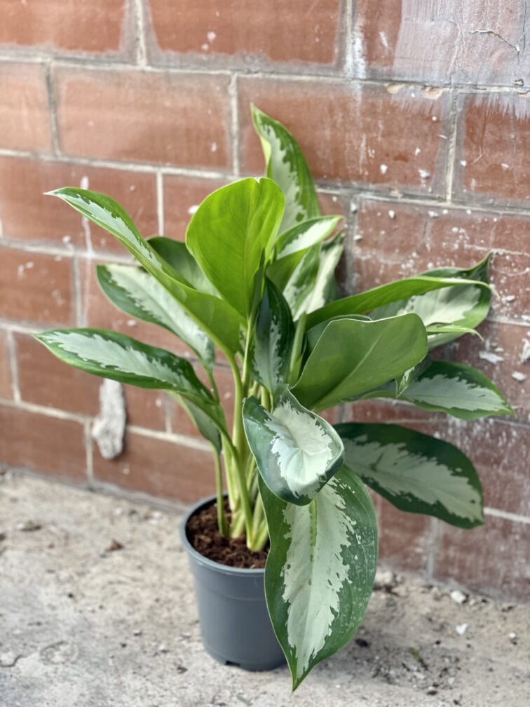 Zdjęcie rośliny Aglaonema Diamond Bay, ujęcie 1