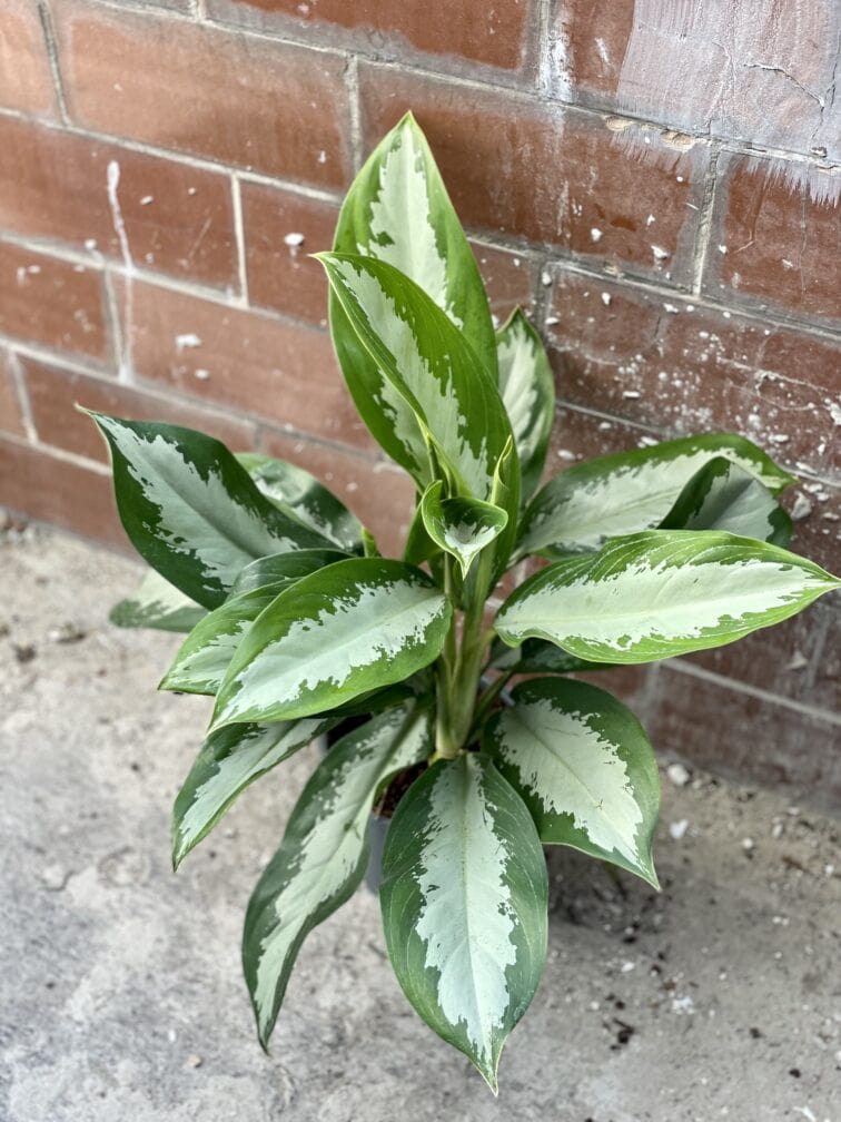 Zdjęcie rośliny Aglaonema Diamond Bay, ujęcie 2