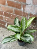 Zdjęcie rośliny Aglaonema Diamond Bay, ujęcie 3