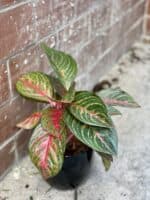 Zdjęcie rośliny Aglaonema Garnet Coltrane, ujęcie 1