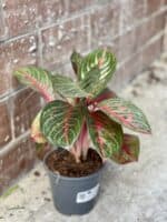 Zdjęcie rośliny Aglaonema Garnet Coltrane, ujęcie 2