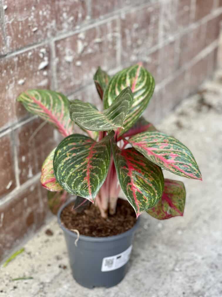 Zdjęcie rośliny Aglaonema Garnet Coltrane, ujęcie 2