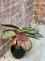 Zdjęcie rośliny Aglaonema Garnet Coltrane, ujęcie 3