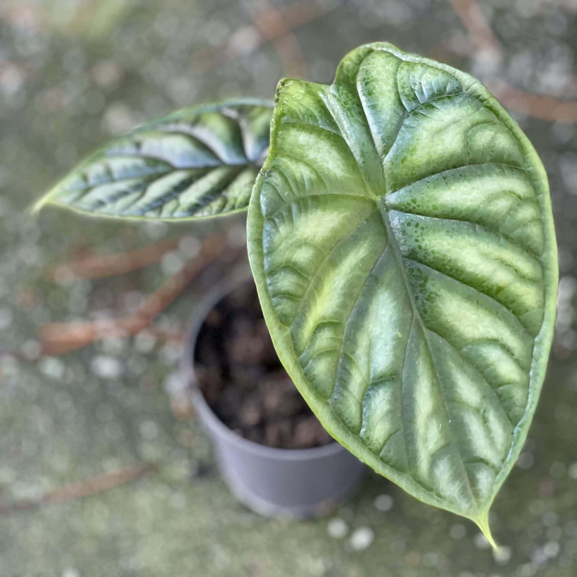 Alocasia baginda Dragon Scale zdjęcie rośliny doniczkowej