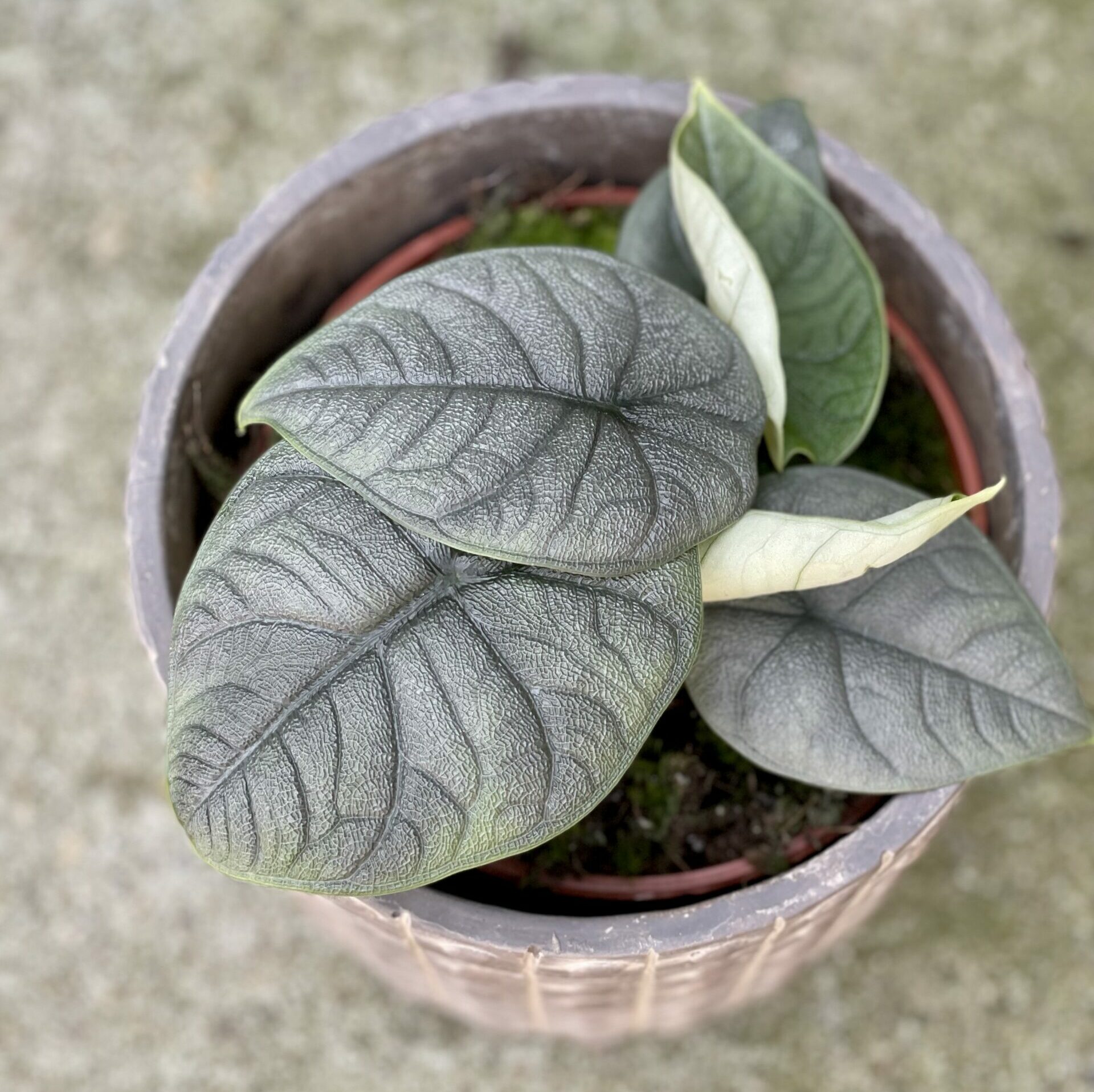 Alocasia melo kolekcjonerska roślina doniczkowa