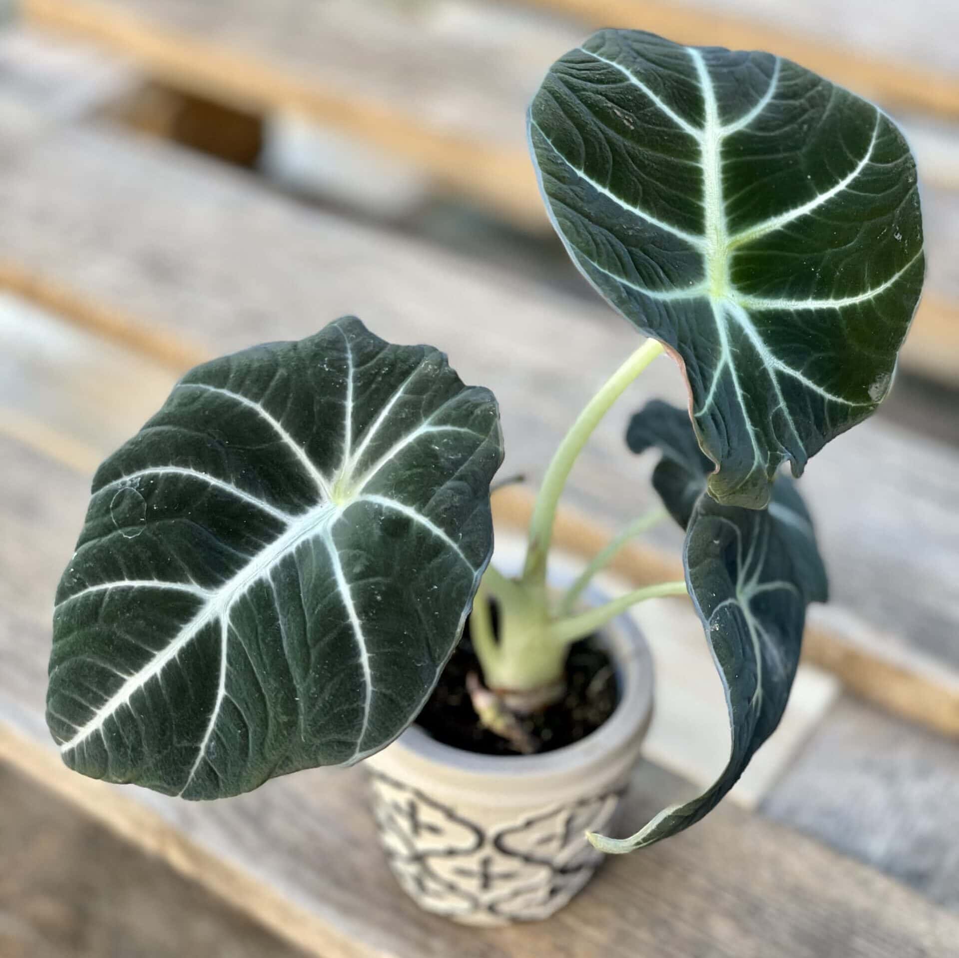 Alocasia reginula Black Velvet zdjęcie rośliny doniczkowej (Alokazja)
