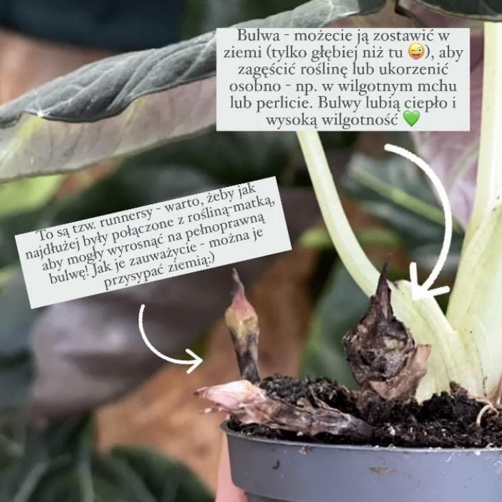 Rozmnażanie alokazji z bulw. Co to są runnersy a co to bulwy? Alokazje