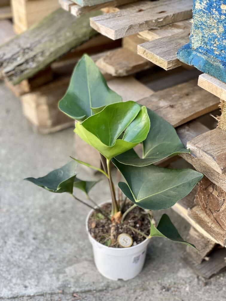 Zdjęcie rośliny Anthurium Arrow, ujęcie 2