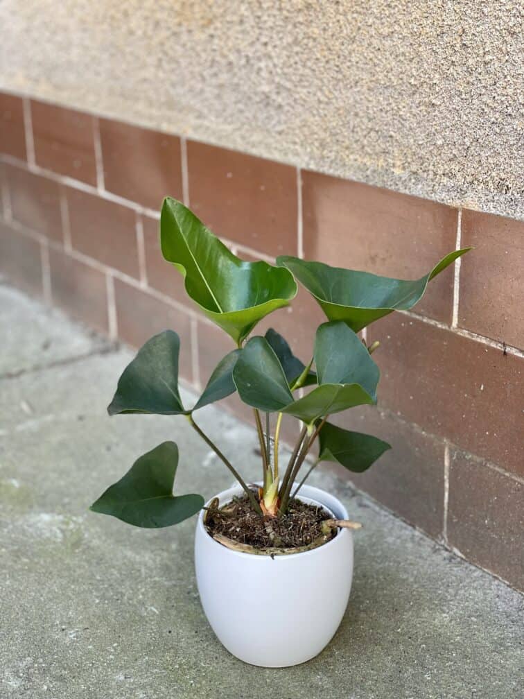 Zdjęcie rośliny Anthurium Arrow, ujęcie 3