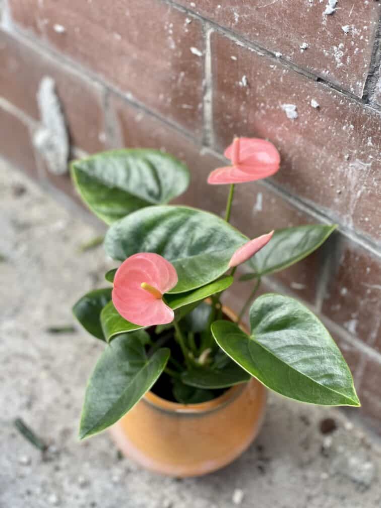 anthurium-champion-spirit_9x30-1_1647685698.jpg Zdjęcie rośliny Anthurium Champion Spirit, ujęcie 1