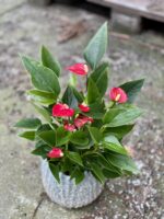 Zdjęcie rośliny Anthurium andraeanum Million Flowers, ujęcie 1