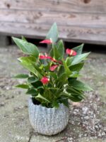 Zdjęcie rośliny Anthurium andraeanum Million Flowers, ujęcie 2