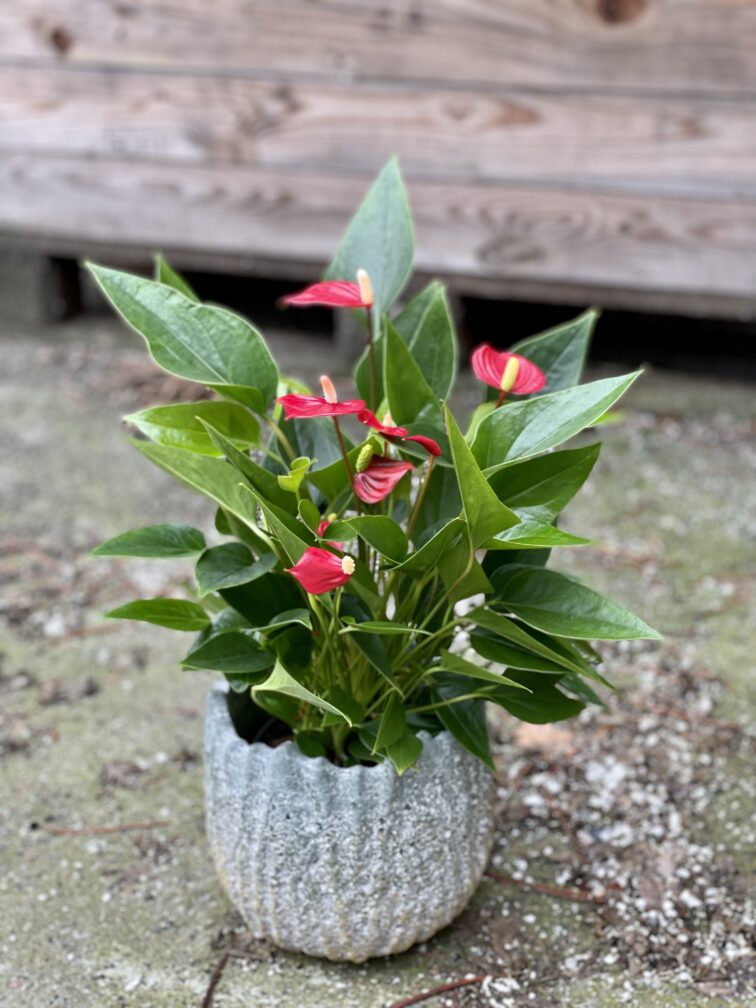 Zdjęcie rośliny Anthurium andraeanum Million Flowers, ujęcie 2