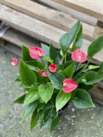 Zdjęcie rośliny Anthurium andraeanum Million Flowers, ujęcie 3