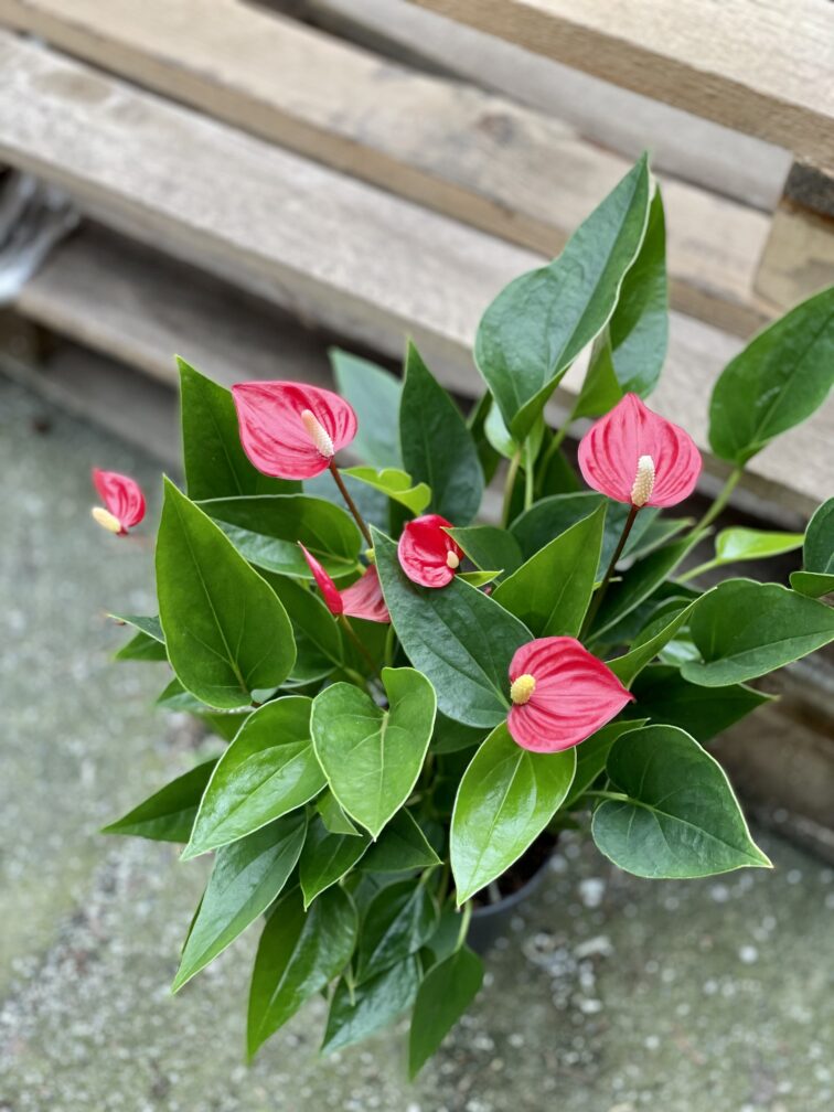 Zdjęcie rośliny Anthurium andraeanum Million Flowers, ujęcie 3