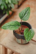 Zdjęcie rośliny Anthurium radicans x luxurians, ujęcie 1