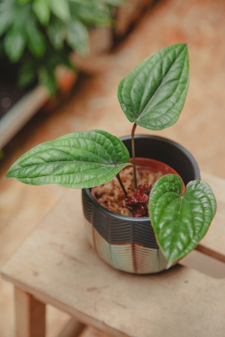 Zdjęcie rośliny Anthurium radicans x luxurians, ujęcie 1