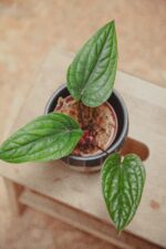 Zdjęcie rośliny Anthurium radicans x luxurians, ujęcie 2