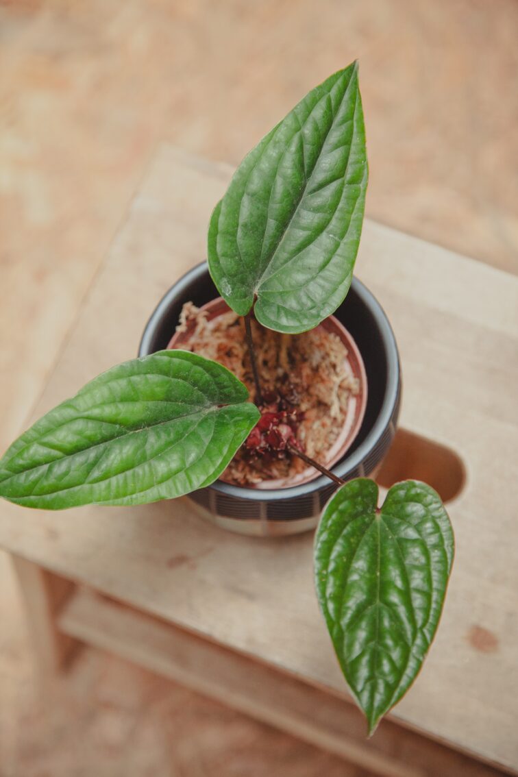 Zdjęcie rośliny Anthurium radicans x luxurians, ujęcie 2