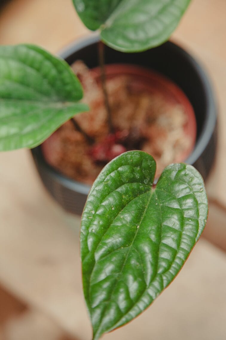 Zdjęcie rośliny Anthurium radicans x luxurians, ujęcie 3
