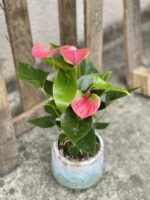 Zdjęcie rośliny Anthurium andraeanum Sweet dream, ujęcie 1