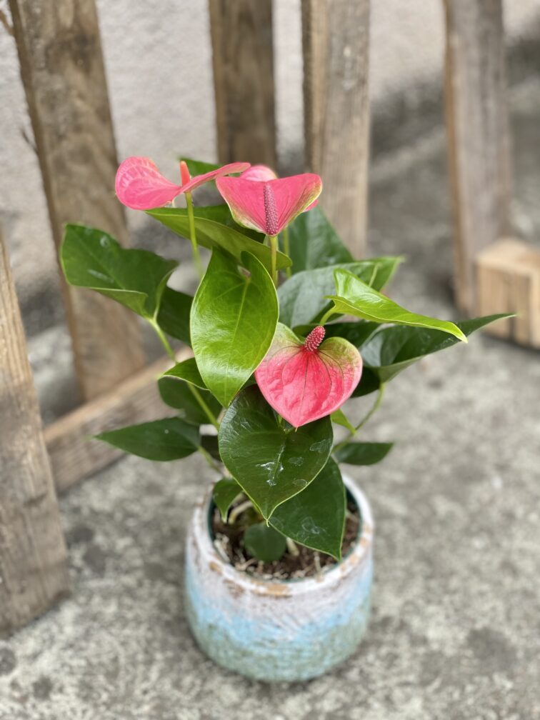 Zdjęcie rośliny Anthurium andraeanum Sweet dream, ujęcie 1