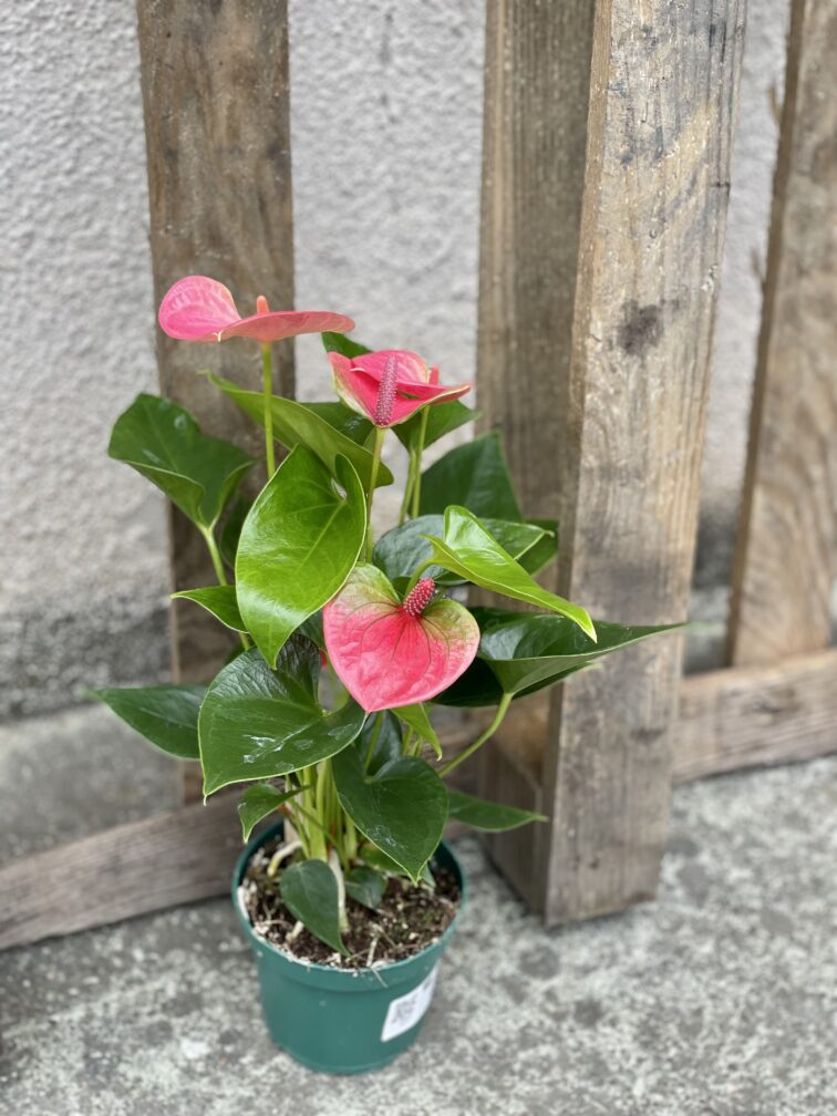 Zdjęcie rośliny Anthurium andraeanum Sweet dream, ujęcie 2