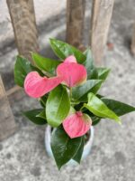 Zdjęcie rośliny Anthurium andraeanum Sweet dream, ujęcie 3