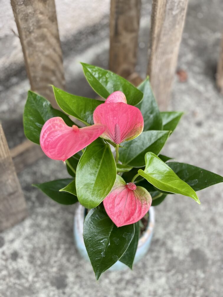 Zdjęcie rośliny Anthurium andraeanum Sweet dream, ujęcie 3