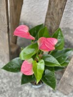 Zdjęcie rośliny Anthurium andraeanum Sweet dream, ujęcie 4
