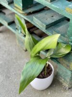 Zdjęcie rośliny Aspidistra elatior, ujęcie 1