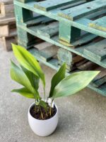 Zdjęcie rośliny Aspidistra elatior, ujęcie 2