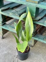 Zdjęcie rośliny Aspidistra elatior, ujęcie 3