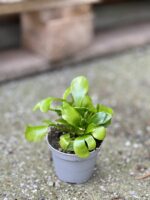 Zdjęcie rośliny Asplenium nidus (Zanokcica Gniazdowa), ujęcie 2