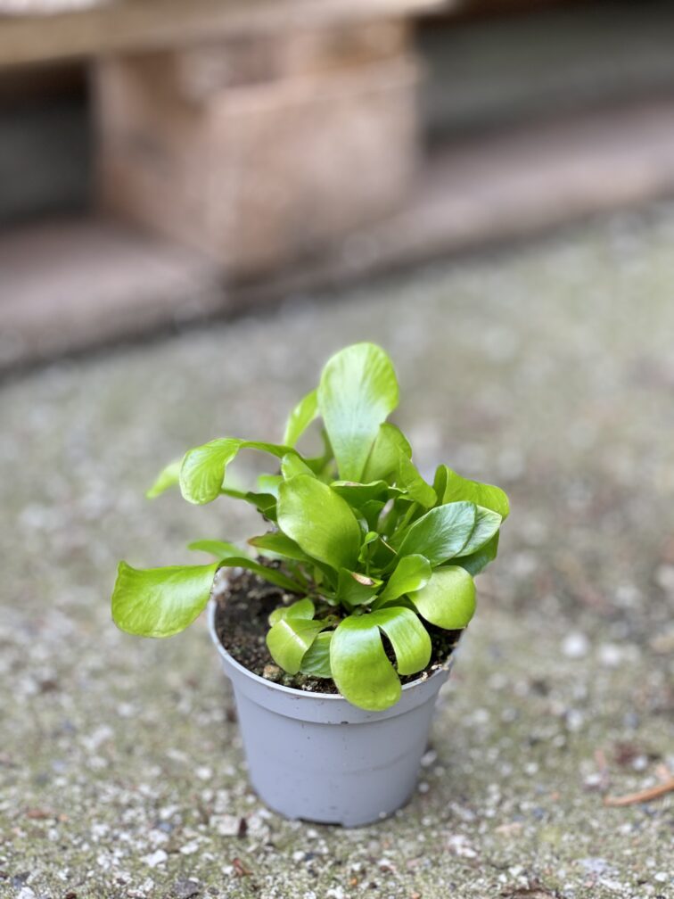 Zdjęcie rośliny Asplenium nidus (Zanokcica Gniazdowa), ujęcie 2