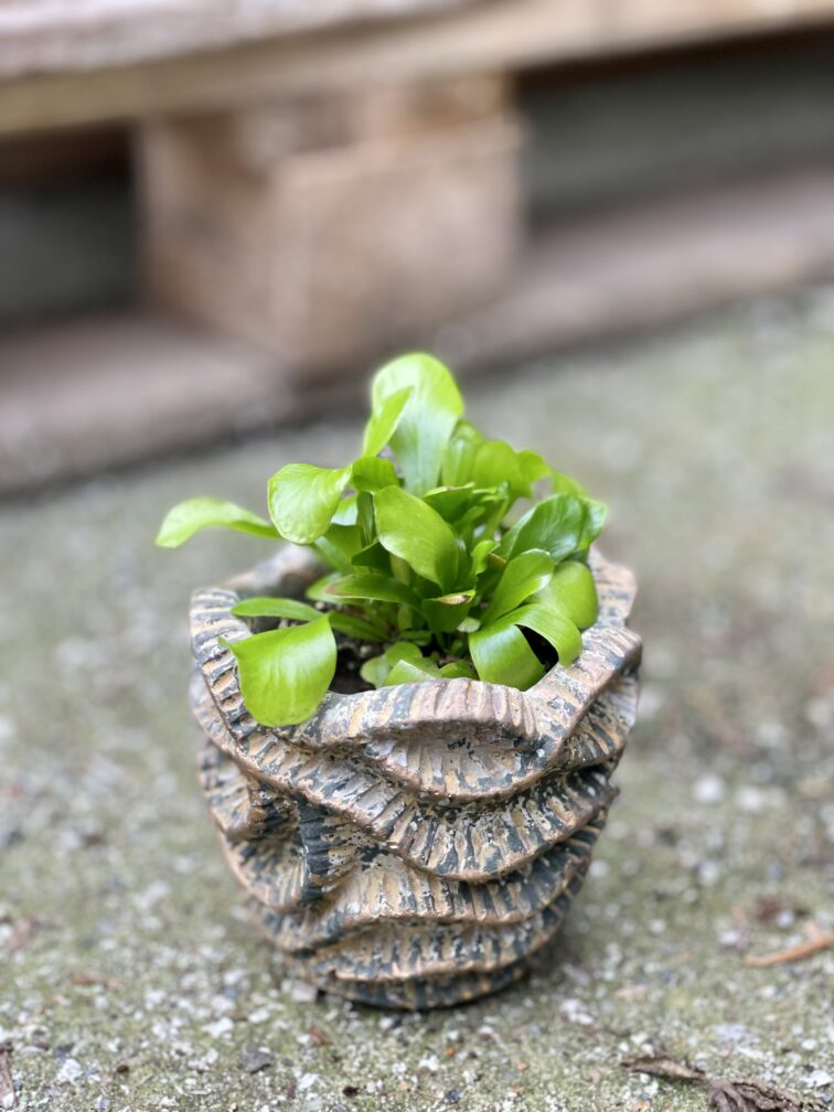 Zdjęcie rośliny Asplenium nidus (Zanokcica Gniazdowa), ujęcie 3