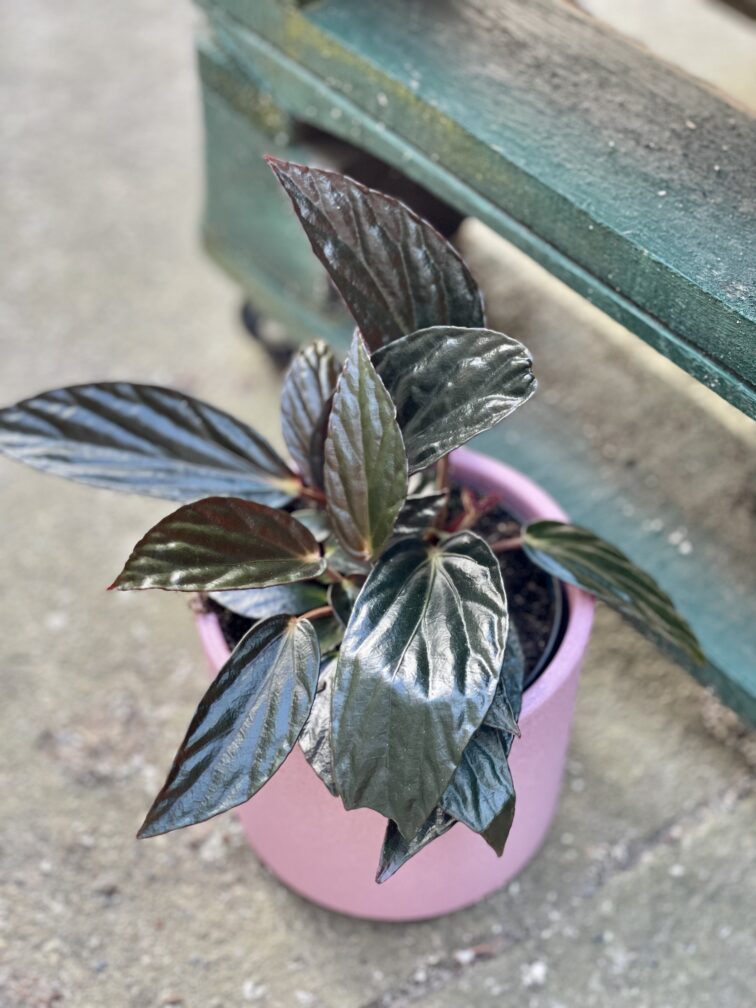 Zdjęcie rośliny Begonia hatacoa rufrofolia, ujęcie 1