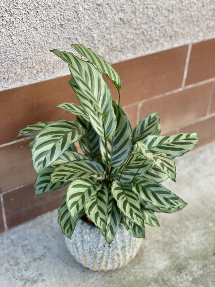 Zdjęcie rośliny Calathea Freddie, ujęcie 1