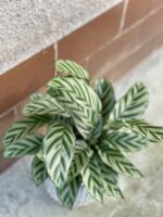 Zdjęcie rośliny Calathea Freddie, ujęcie 2