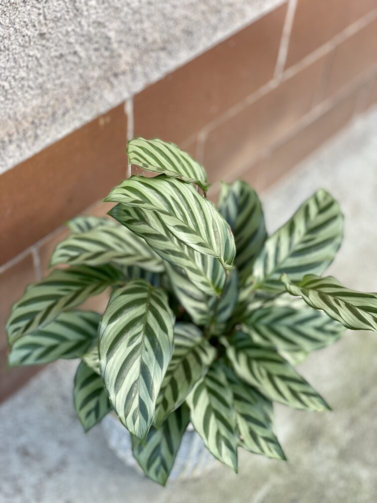 Zdjęcie rośliny Calathea Freddie, ujęcie 2