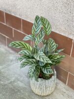 Zdjęcie rośliny Calathea Freddie, ujęcie 3