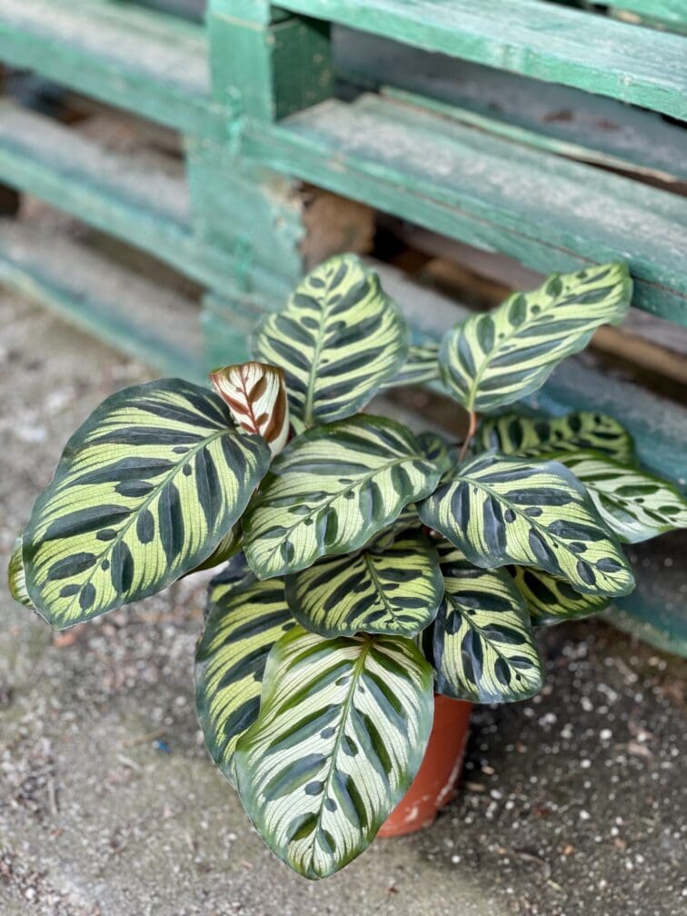 Zdjęcie rośliny Calathea Makoyana, ujęcie 1