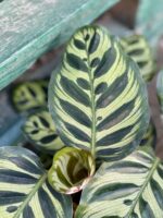 Zdjęcie rośliny Calathea Makoyana, ujęcie 2