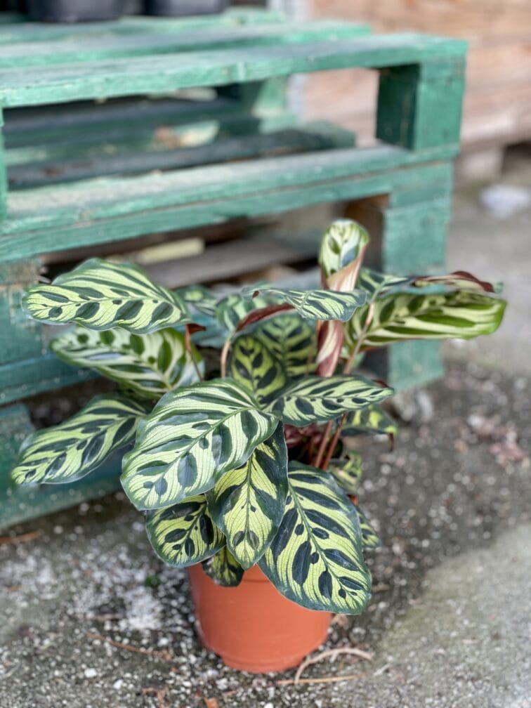Zdjęcie rośliny Calathea Makoyana, ujęcie 3
