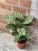 Zdjęcie rośliny Calathea Makoyana, ujęcie 1