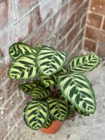 Zdjęcie rośliny Calathea Makoyana, ujęcie 2