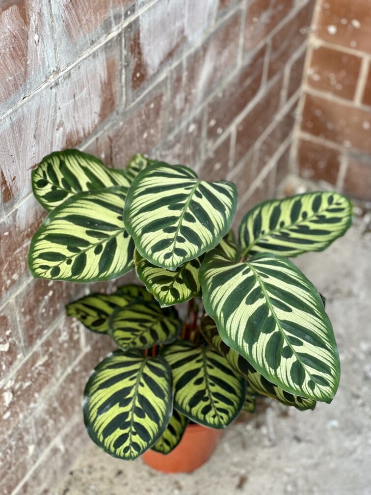 Zdjęcie rośliny Calathea Makoyana, ujęcie 2