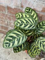 Zdjęcie rośliny Calathea Makoyana, ujęcie 3